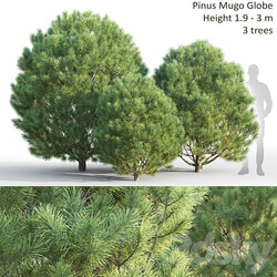 Pine 3D Models 