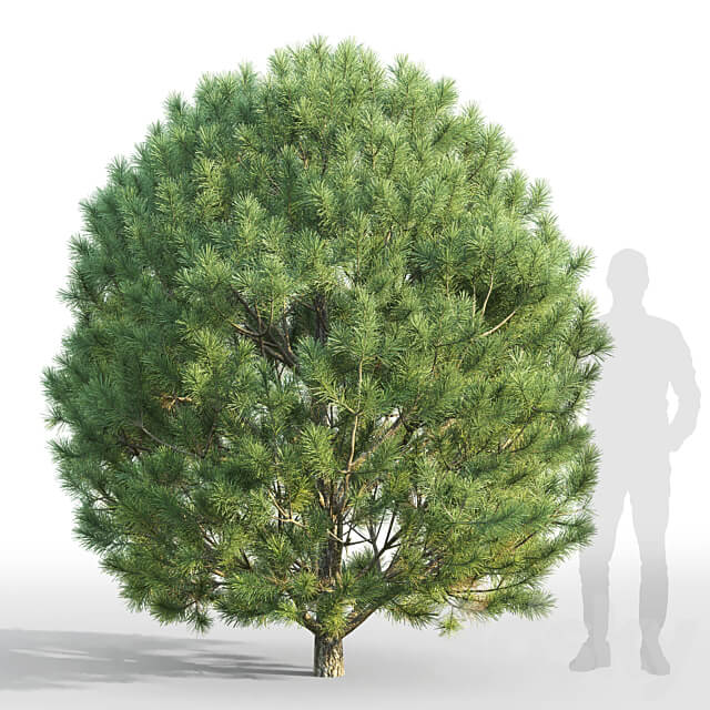 Pine 3D Models