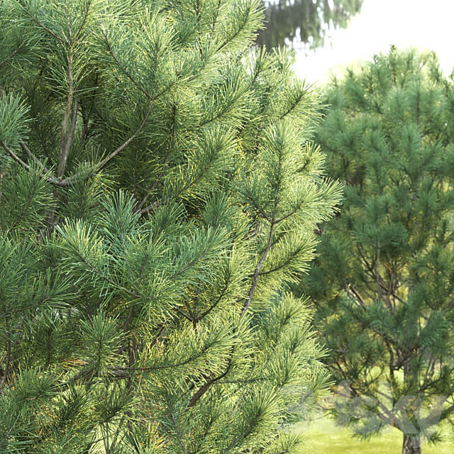 Pine 3D Models