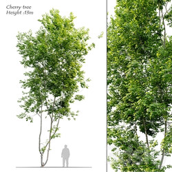 Cherry tree 