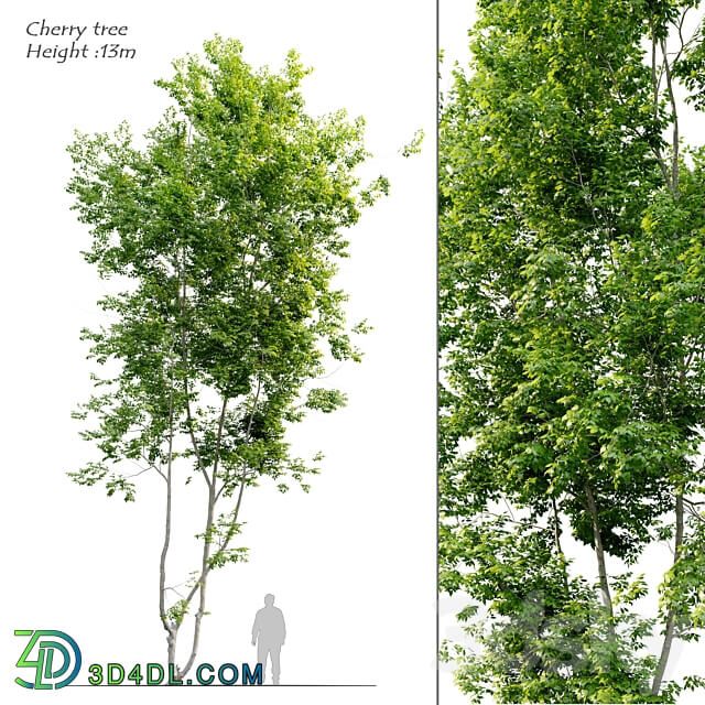 Cherry tree