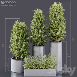 Outdoor Plants 01 