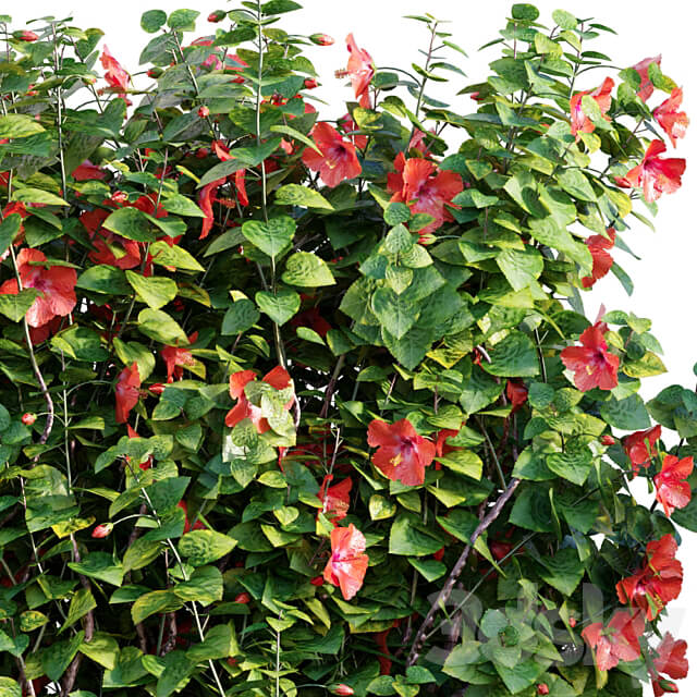 Chinese hibiscus Hibiscus rosa sinensis 03