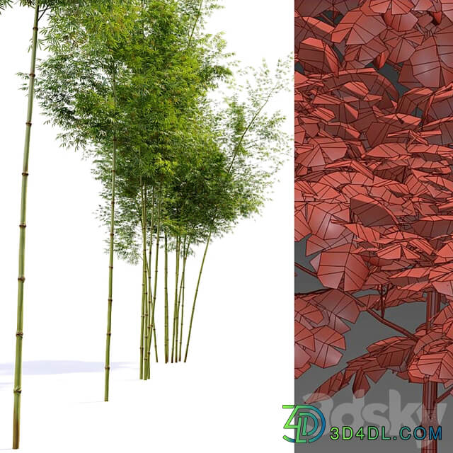 Four bamboo tree