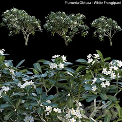 Plumeria Obtusa White Frangipani 01 