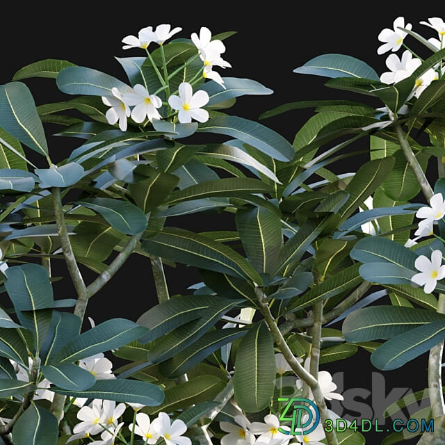 Plumeria Obtusa White Frangipani 01