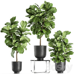 Plant collection Ficus lyrata 854. ficus Lyrata tree black pot loft interior decorative tree bush table stand stylish modern interior tree office plants 3D Models 