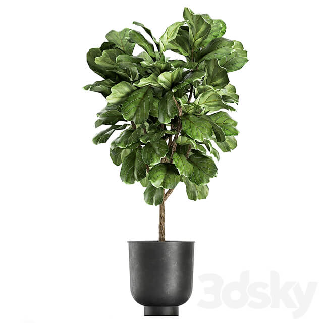 Plant collection Ficus lyrata 854. ficus Lyrata tree black pot loft interior decorative tree bush table stand stylish modern interior tree office plants 3D Models