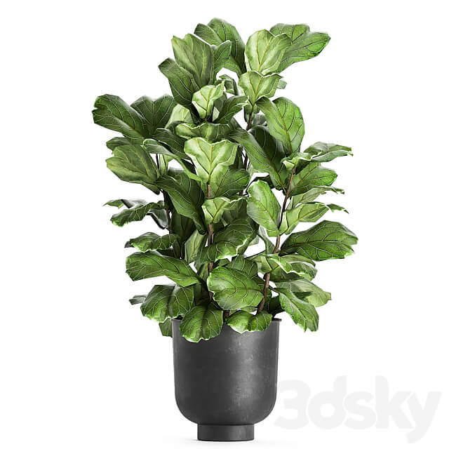 Plant collection Ficus lyrata 854. ficus Lyrata tree black pot loft interior decorative tree bush table stand stylish modern interior tree office plants 3D Models