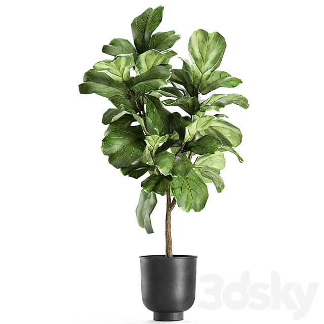 Plant collection Ficus lyrata 854. ficus Lyrata tree black pot loft interior decorative tree bush table stand stylish modern interior tree office plants 3D Models