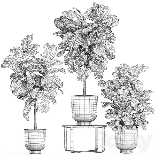Plant collection Ficus lyrata 854. ficus Lyrata tree black pot loft interior decorative tree bush table stand stylish modern interior tree office plants 3D Models