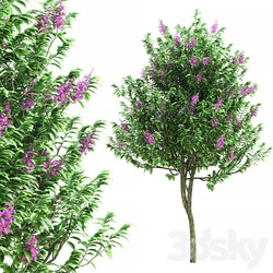 Lagerstroemia speciosa tree 