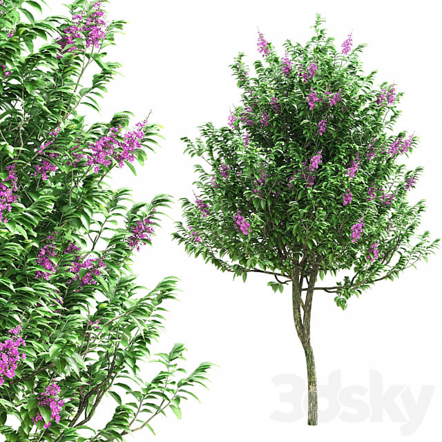 Lagerstroemia speciosa tree