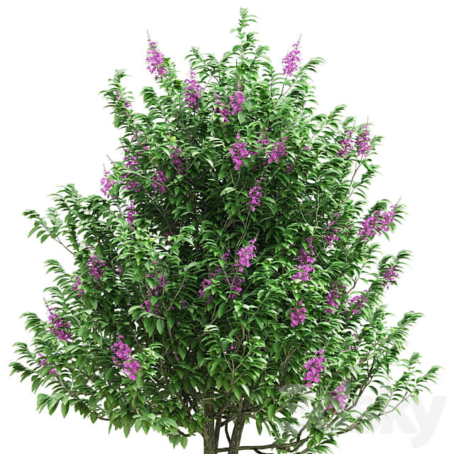 Lagerstroemia speciosa tree
