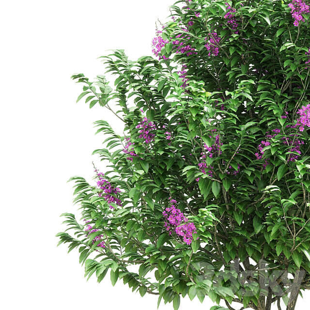 Lagerstroemia speciosa tree