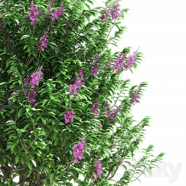 Lagerstroemia speciosa tree