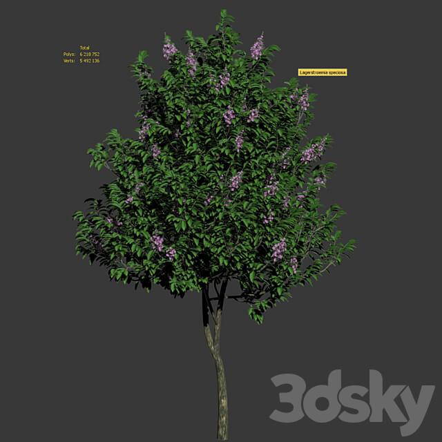 Lagerstroemia speciosa tree