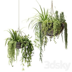 Compositions of ampelous plants in hanging pots 2 