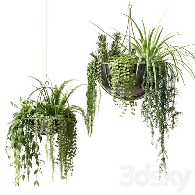 Compositions of ampelous plants in hanging pots 2