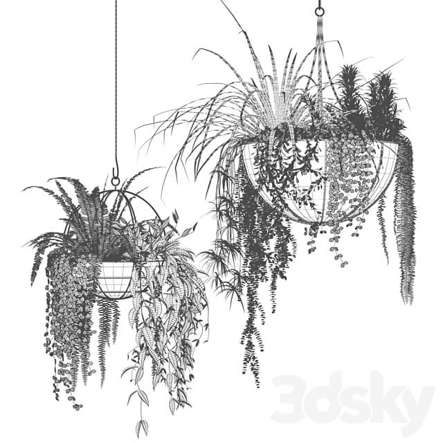 Compositions of ampelous plants in hanging pots 2