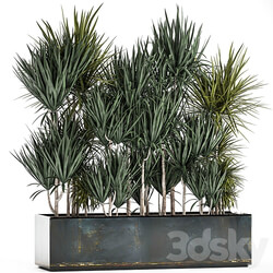Plant collection Dracaena 887. Flower bed thickets tropical plants industrial style jungle 3D Models 
