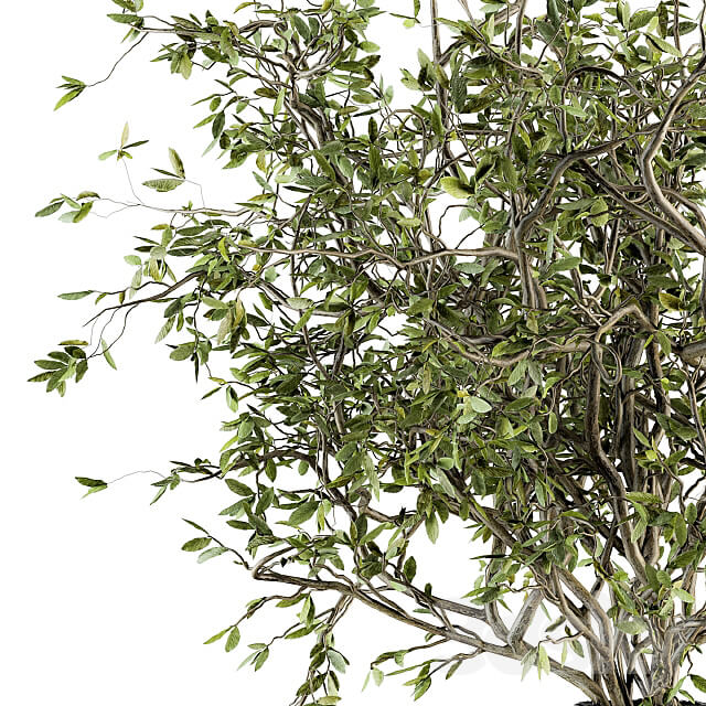 Green Branch in vase 40