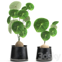 Stephania Erecta 894. Black flowerpot loft metal pot industrial style flower pot 3D Models 