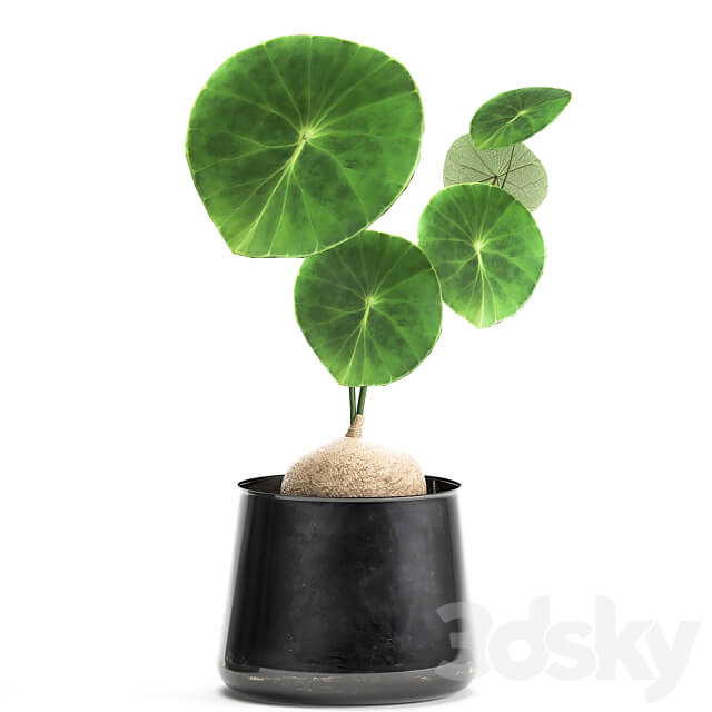 Stephania Erecta 894. Black flowerpot loft metal pot industrial style flower pot 3D Models