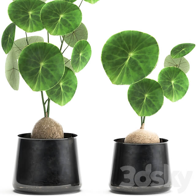 Stephania Erecta 894. Black flowerpot loft metal pot industrial style flower pot 3D Models