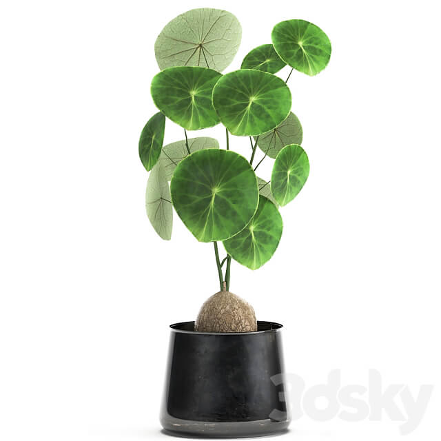 Stephania Erecta 894. Black flowerpot loft metal pot industrial style flower pot 3D Models