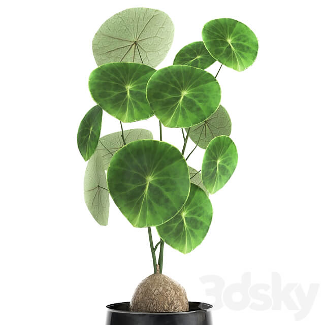 Stephania Erecta 894. Black flowerpot loft metal pot industrial style flower pot 3D Models