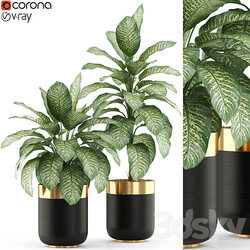 Plants collection 491 
