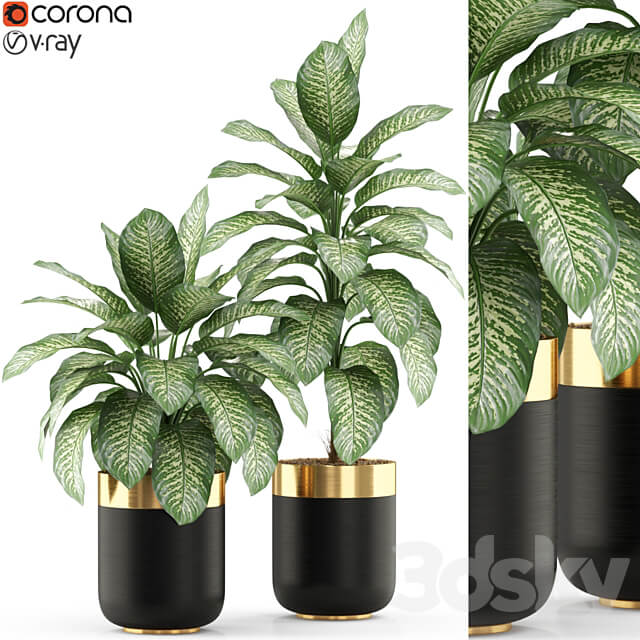 Plants collection 491