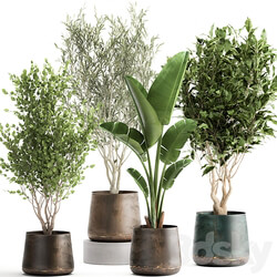 Plant collection 949. Trees ficus olive hazel strelitzia metal pot industrial style rust 3D Models 