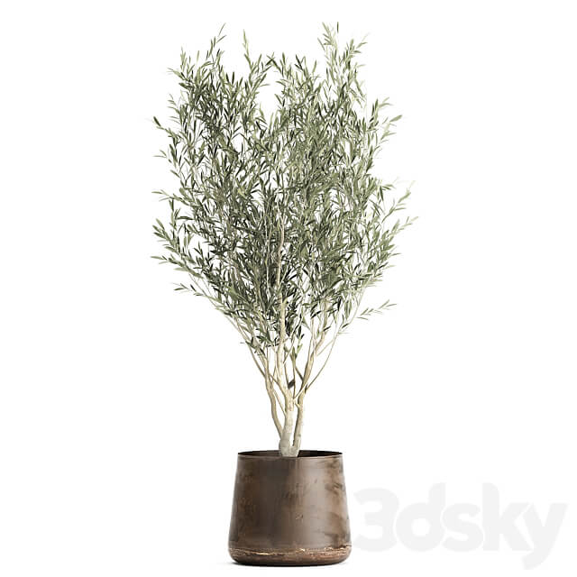 Plant collection 949. Trees ficus olive hazel strelitzia metal pot industrial style rust 3D Models