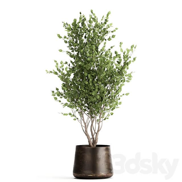 Plant collection 949. Trees ficus olive hazel strelitzia metal pot industrial style rust 3D Models