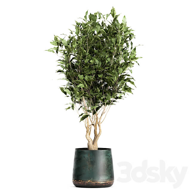 Plant collection 949. Trees ficus olive hazel strelitzia metal pot industrial style rust 3D Models
