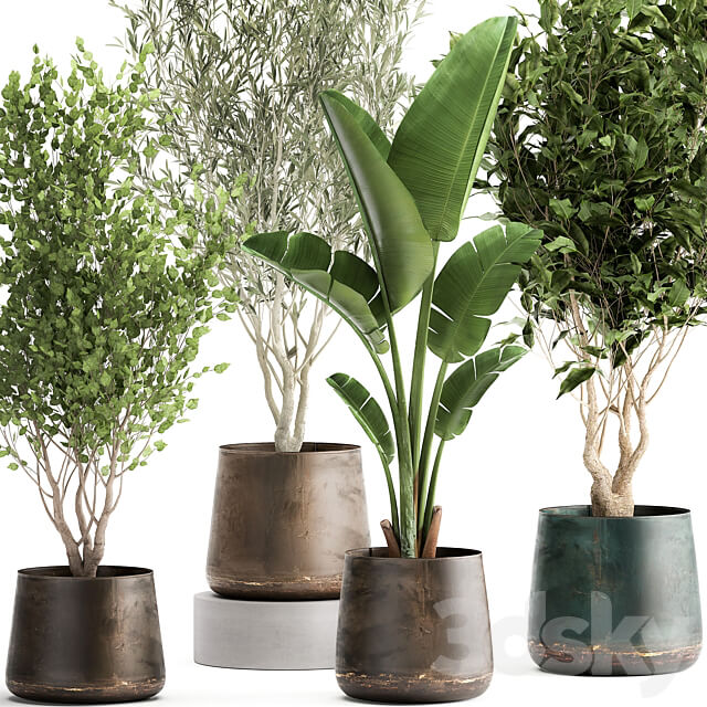 Plant collection 949. Trees ficus olive hazel strelitzia metal pot industrial style rust 3D Models