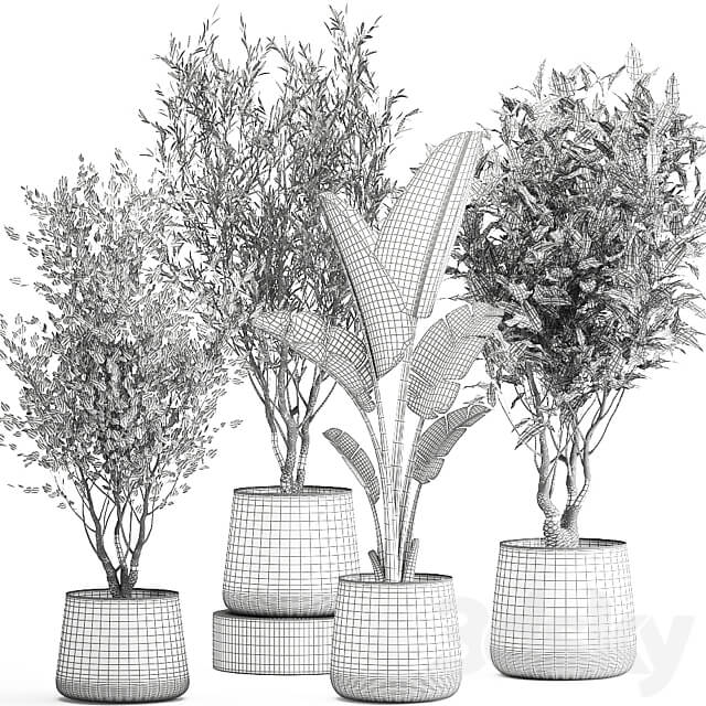 Plant collection 949. Trees ficus olive hazel strelitzia metal pot industrial style rust 3D Models