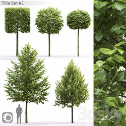 Tilia 3D Models 