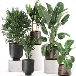 Plant collection 981. rapis hovea palm tree metal flowerpot banana strelitzia industrial style rust Howea forsteriana 3D Models 