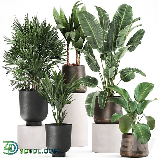 Plant collection 981. rapis hovea palm tree metal flowerpot banana strelitzia industrial style rust Howea forsteriana 3D Models