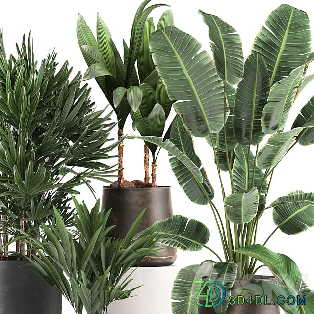Plant collection 981. rapis hovea palm tree metal flowerpot banana strelitzia industrial style rust Howea forsteriana 3D Models