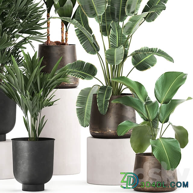 Plant collection 981. rapis hovea palm tree metal flowerpot banana strelitzia industrial style rust Howea forsteriana 3D Models