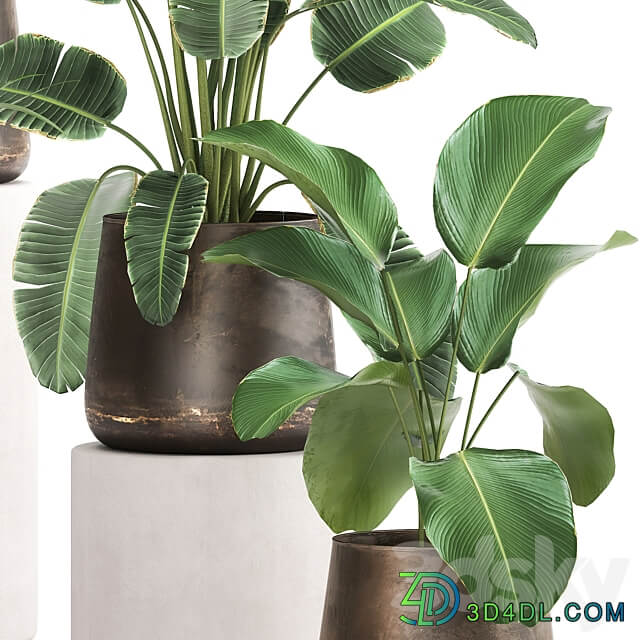 Plant collection 981. rapis hovea palm tree metal flowerpot banana strelitzia industrial style rust Howea forsteriana 3D Models
