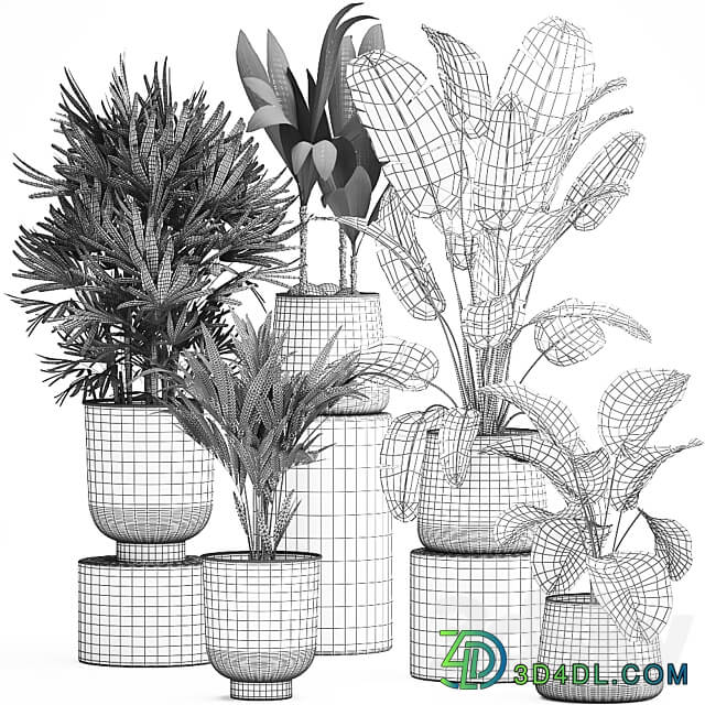 Plant collection 981. rapis hovea palm tree metal flowerpot banana strelitzia industrial style rust Howea forsteriana 3D Models