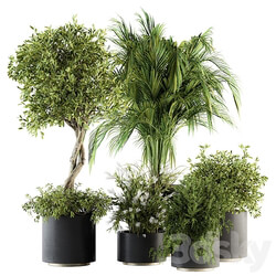 indoor Plant Set 222 Plant Set in pot 