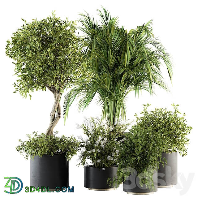 indoor Plant Set 222 Plant Set in pot