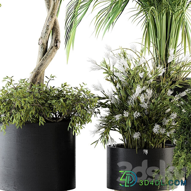 indoor Plant Set 222 Plant Set in pot