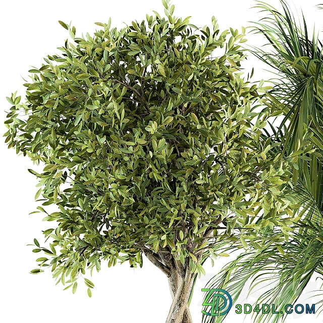 indoor Plant Set 222 Plant Set in pot